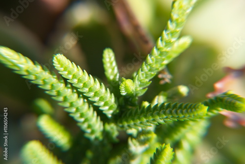 Crasula muscosa, crassula lycopodiodes plant
