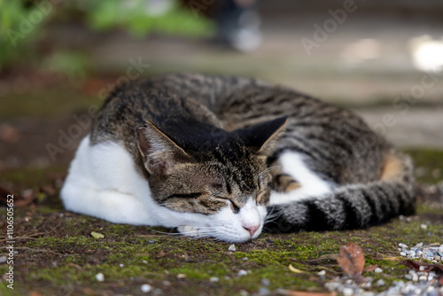cat in the garden
