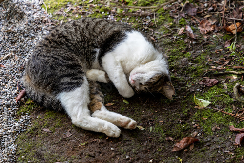 cat sleeping on the ground