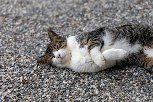 cat on the sand
