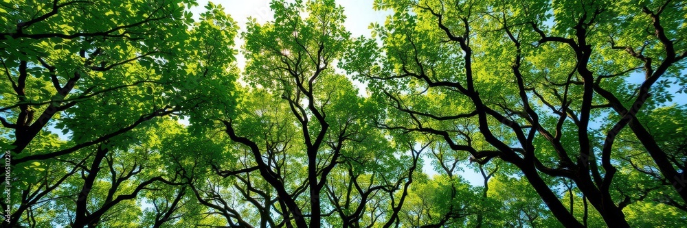 A solitary tree stands tall with its green leaves reaching up towards the sky like a giant's arms embracing the heavens, scenery, sunlight A solitary tree stands tall with its green leaves reaching up towards the sky like a giant's arms embracing the heavens, scenery, sunlight