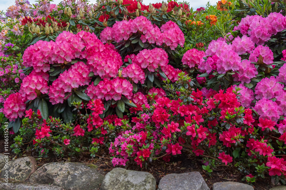 Naklejka premium Rhododendronblüte