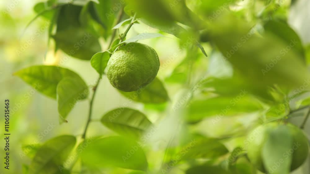 A Beautiful, Lush Green Avocado Successfully Growing on a Tree in a Vibrant Landscape A Beautiful, Lush Green Avocado Successfully Growing on a Tree in a Vibrant Landscape