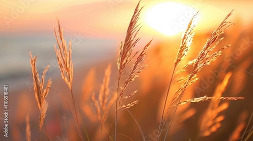 Macro image of sea coast grasses at sunset with shallow depth of field: Lovely autumn scenery