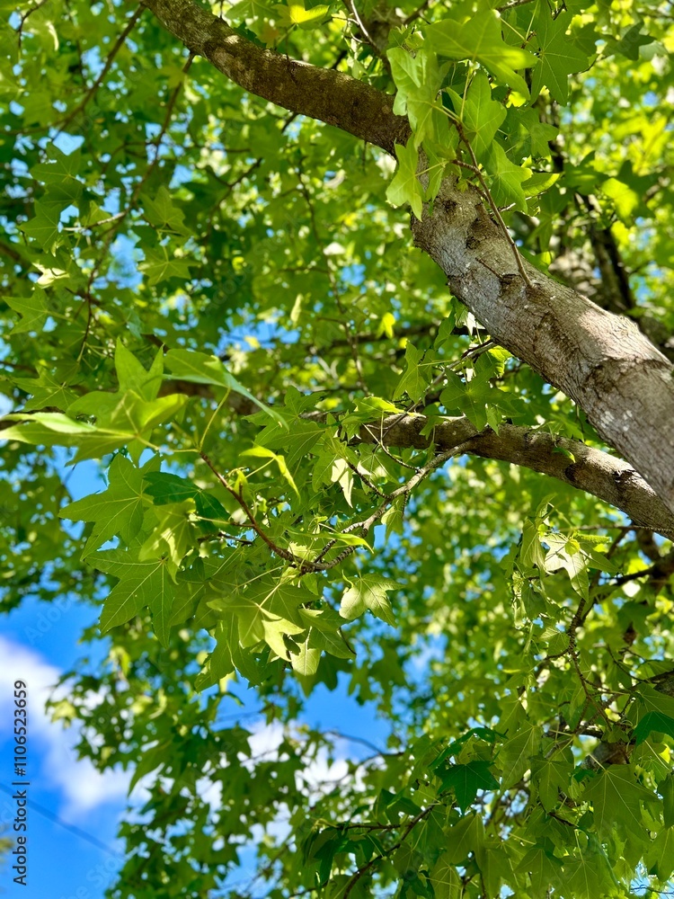 Bright green leaves of a tree with a clear blue sky in the background, showcasing the vibrant foliage and the texture of the tree bark.
Bright green leaves of a tree with a clear blue sky in the background, showcasing the vibrant foliage and the texture of the tree bark.