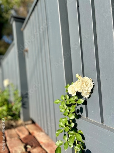 A white rose climbs a grey wooden wall, basking in sunlight, with lush green leaves enhancing its beauty, creating a serene and picturesque garden scene against a rustic backdrop.