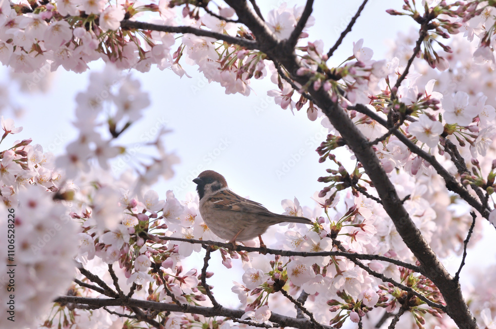 Sparrows and cherry blossoms, spring, Japan / 雀と桜 春 日本 Sparrows and cherry blossoms, spring, Japan / 雀と桜 春 日本
