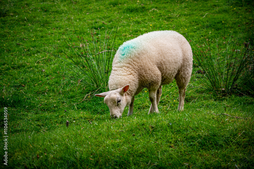 Lake District Sheep Grazing Closeup Lake District Sheep Grazing Closeup