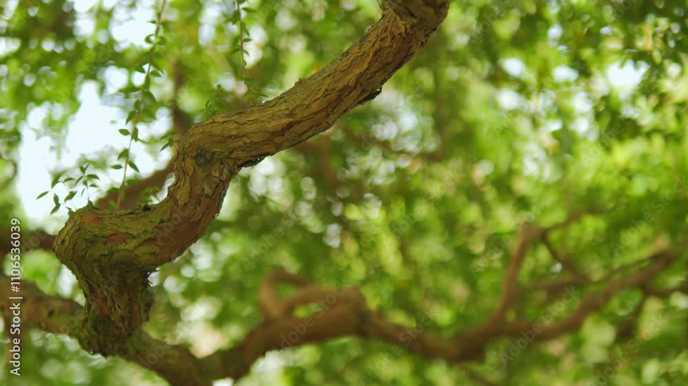 CloseUp of a Twisted Tree Branch Covered with Lush Green Leaves Bathed in Sunlight CloseUp of a Twisted Tree Branch Covered with Lush Green Leaves Bathed in Sunlight