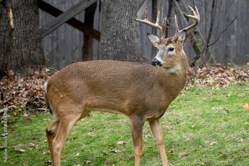 Whitetail Deer Buck - close portrait in a natural setting Whitetail Deer Buck - close portrait in a natural setting