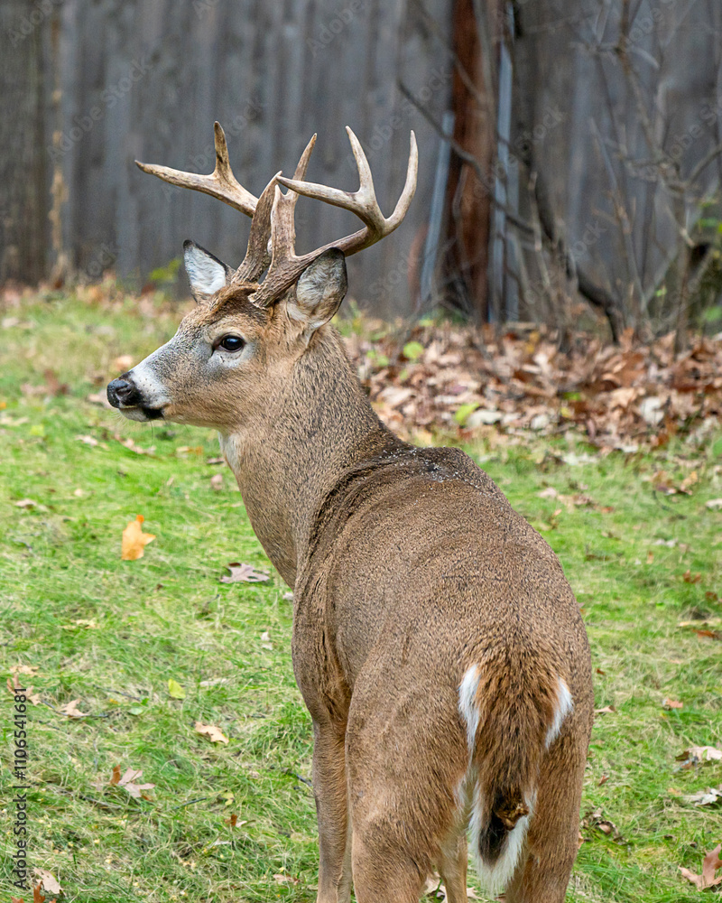 Obraz premium Whitetail Deer Buck - close portrait in a natural setting