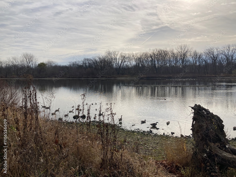 Fototapeta premium Canada geese on the river