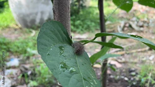 worm on green leaf