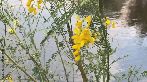 beautiful sesbania flowers in the garden