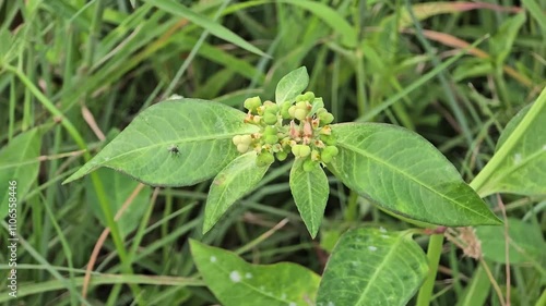 Euphorbia heterophylla flower in nature garden