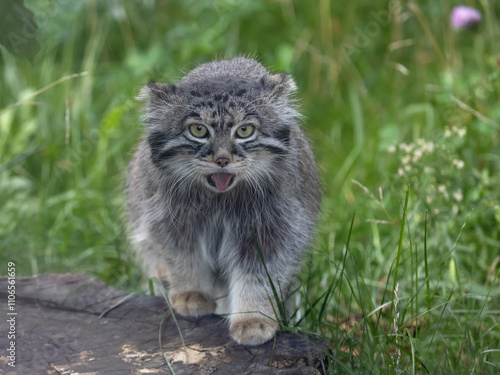 Foto Manul (Otocolobus manul) is a wildcat, a predatory mammal of the felidae family
