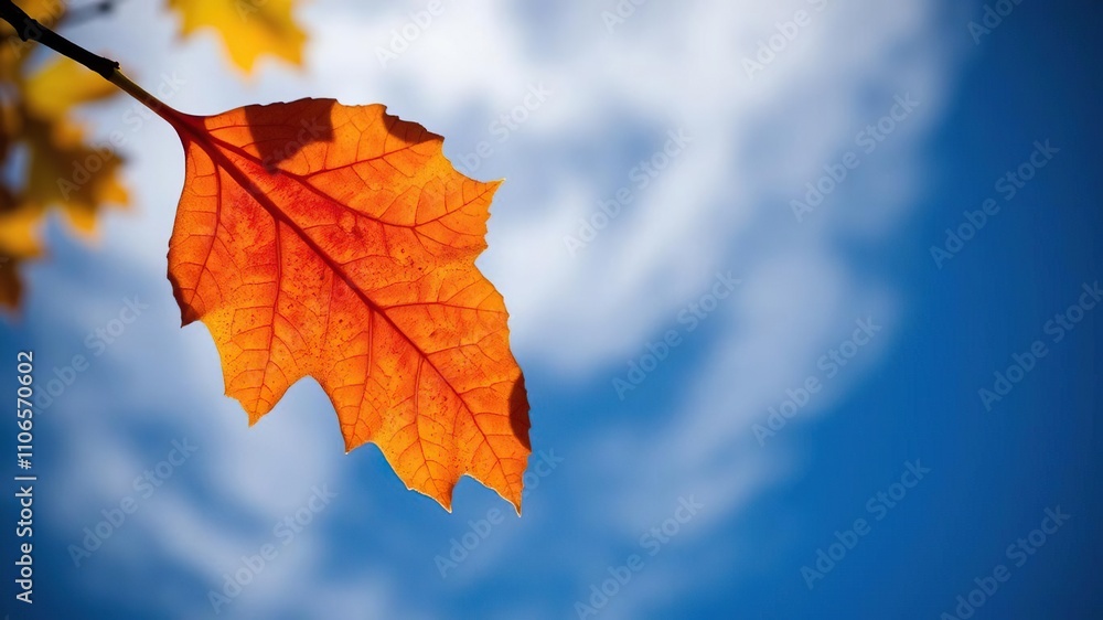 Obraz premium Close-up shot of a single aspen leaf in shades of orange and yellow against a deep blue sky with wispy clouds, fall foliage, nature macro photography, aspen leaf close up