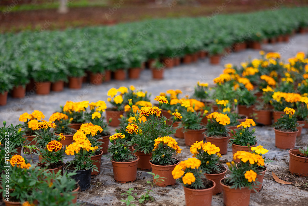 Many flower pots with blooming small-flowered marigolds stand in greenhouse Many flower pots with blooming small-flowered marigolds stand in greenhouse