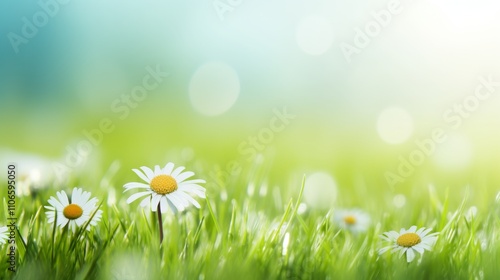 Lush green lawn decorated with blooming daisies basking in warm spring sunlight on a clear day
