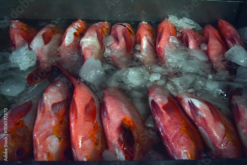 Iced leopard coral grouper (Plectropomus leopardus) in a traditional fish market, also known as the common coral trout or leopard coral trout. photo