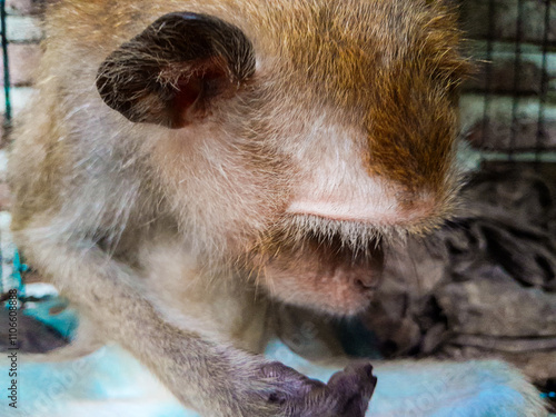 Sad and lonely monkey looking out of the cage. Wild captured monkey, close up shot.