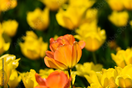 春のチューリップの花