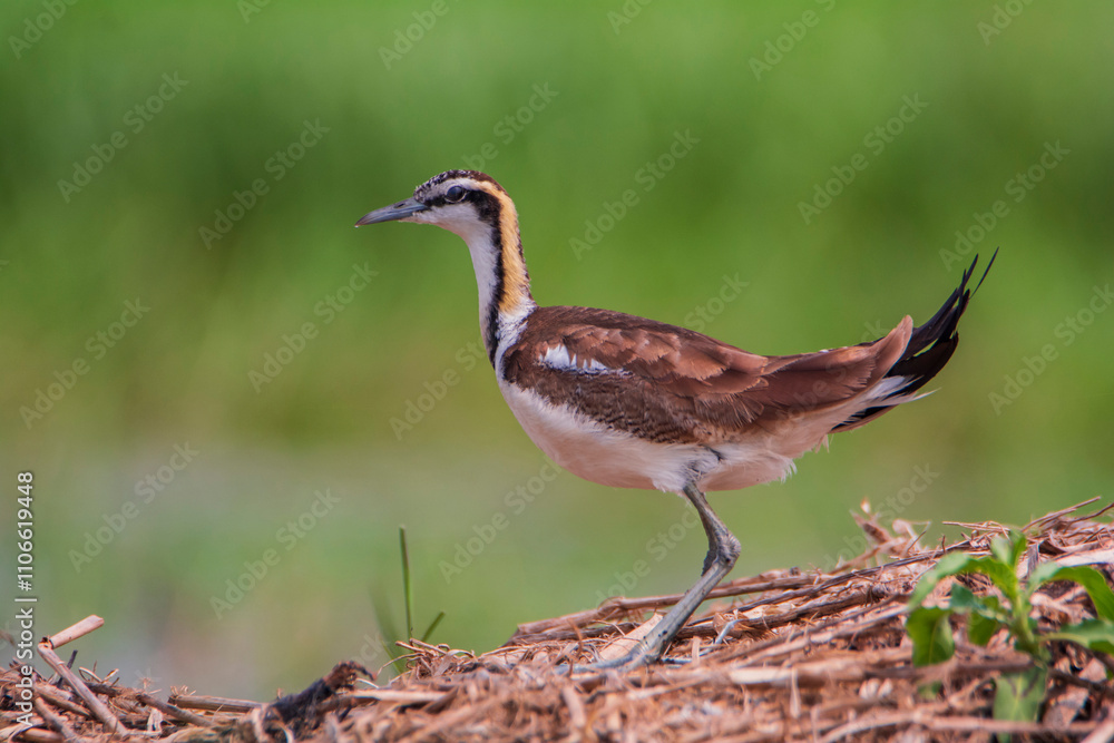 Pheasant-tailed Jacana on the ground Pheasant-tailed Jacana on the ground
