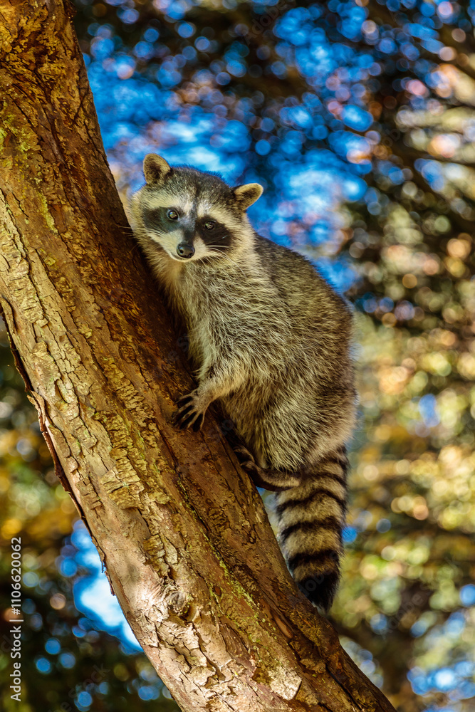 Fototapeta premium A raccoon is perched on a tree branch