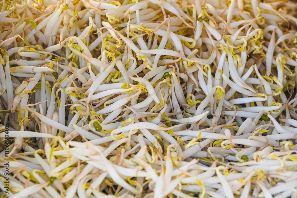 Close-up view of a pile of fresh, vibrant mung bean sprouts. Ready for culinary use. A Bountiful Harvest of Fresh Mung Bean Sprouts Close-up view of a pile of fresh, vibrant mung bean sprouts. Ready for culinary use. A Bountiful Harvest of Fresh Mung Bean Sprouts