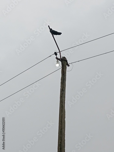 birds on electricity post 