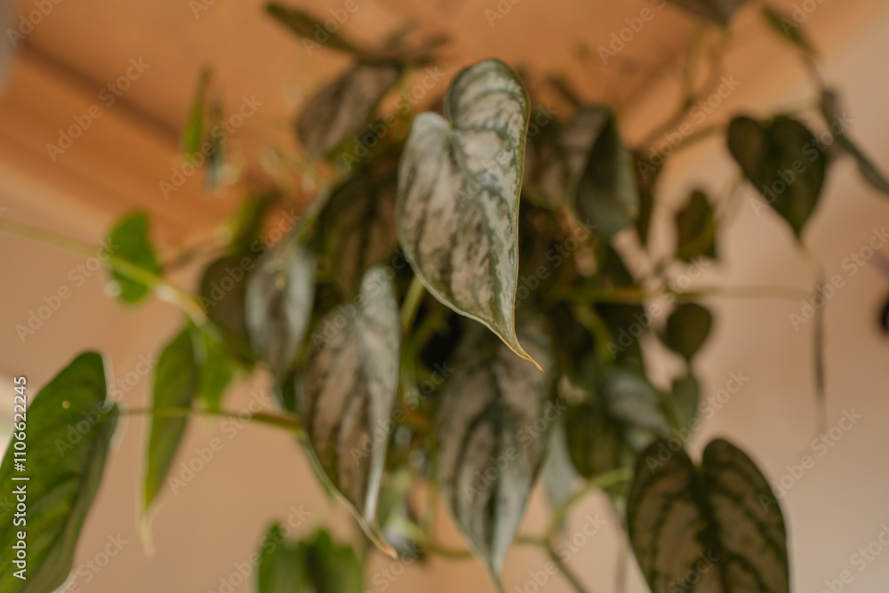 Fototapeta premium Warm and cozy plant store