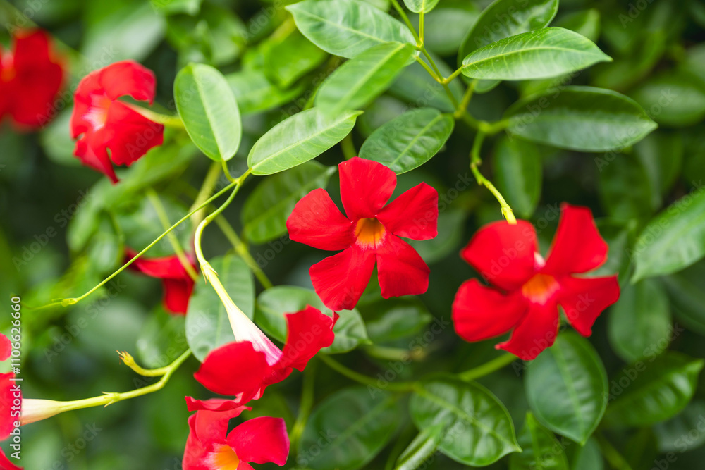 鮮やかな赤色のサンパラソルの花 鮮やかな赤色のサンパラソルの花