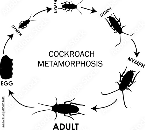 Life Cycle of a Cockroach