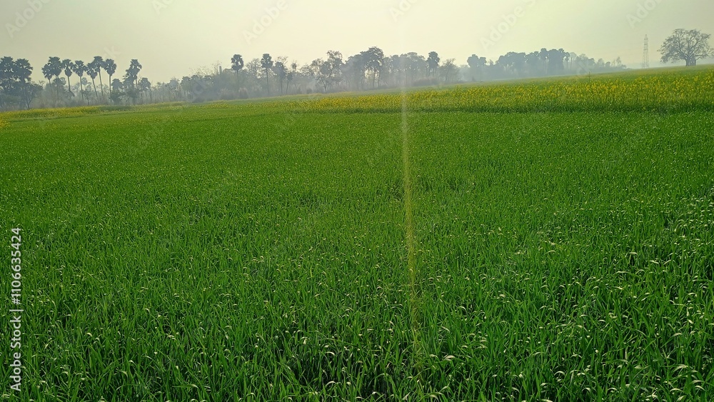 Fototapeta premium green field and blue sky