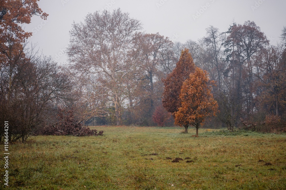 Serene autumn landscape with colorful trees. Serene autumn landscape with colorful trees.