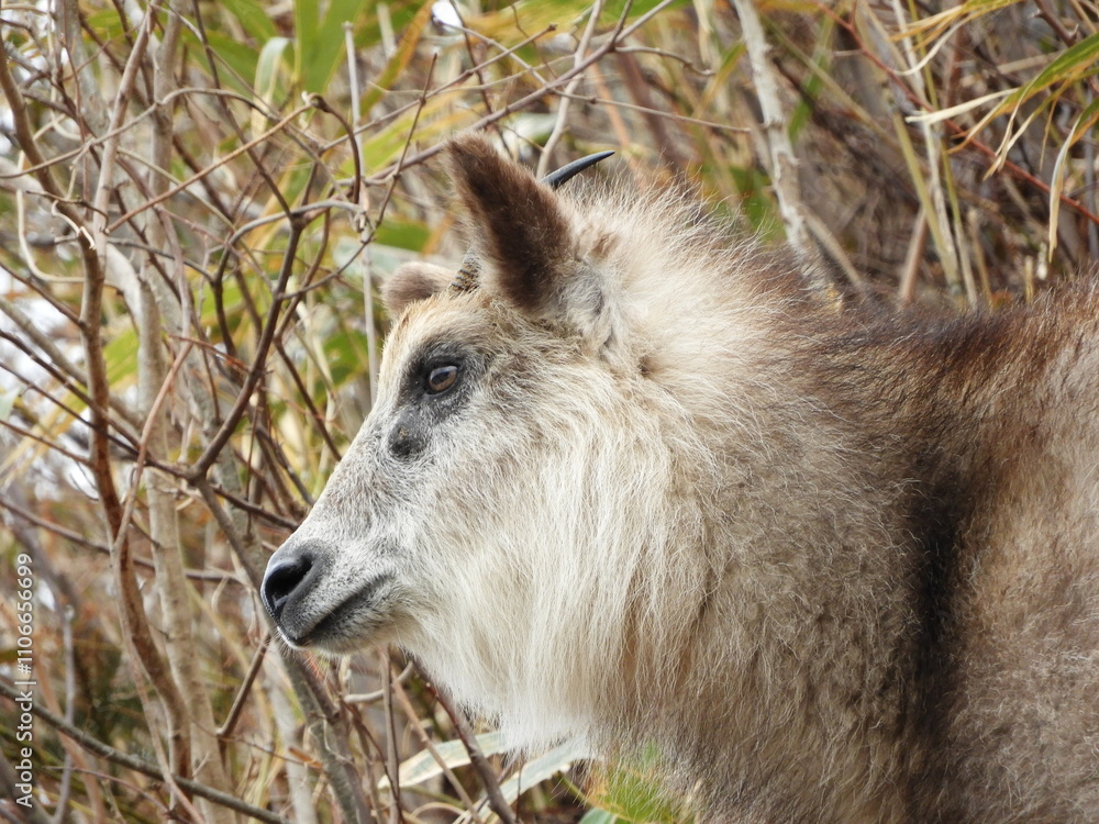 Fototapeta premium 裏山から住宅を見おろすニホンカモシカ
