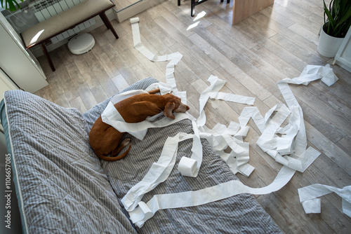 Lonely, depressed dog waits alone on sofa amid scattered torn paper, watching for owner to come back. Pet loneliness, canine attachment, home mess, loyal wait, canine melancholy, silent companionship