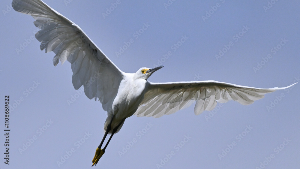 Fototapeta premium ユキコサギ Snowy Egret