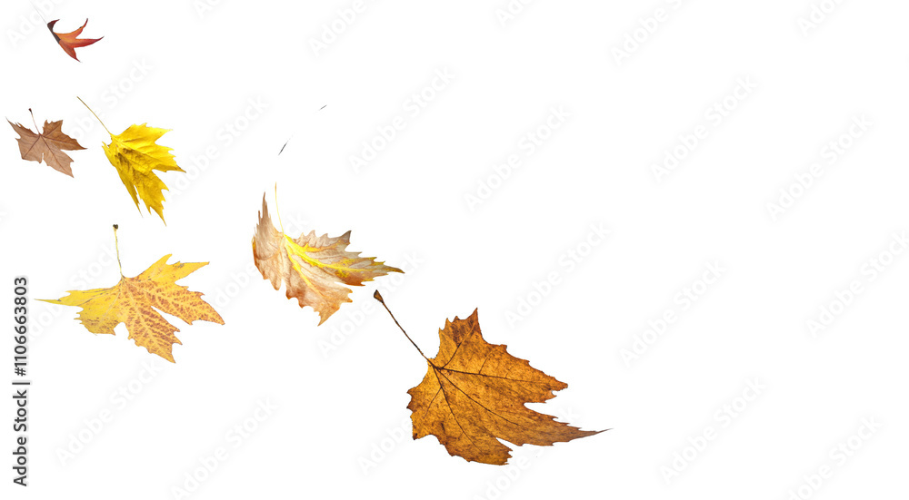 autumn leaves fall falling wind air isolated for bcackground nature - 3d rendering autumn leaves fall falling wind air isolated for bcackground nature - 3d rendering