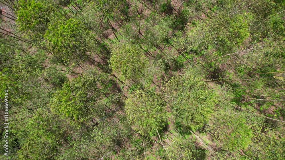 Many eucalyptus gardens in Thailand, Asia Many eucalyptus gardens in Thailand, Asia