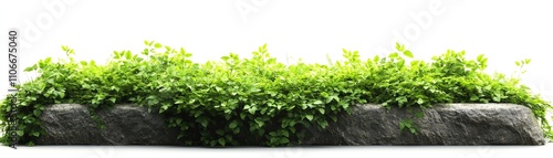 Lush green foliage on stone, white isolated background for die-cut design.