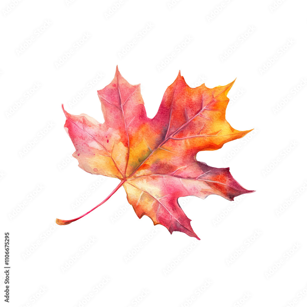 Obraz premium A maple leaf, nature element, watercolor illustration, autumn shades, isolated on white background