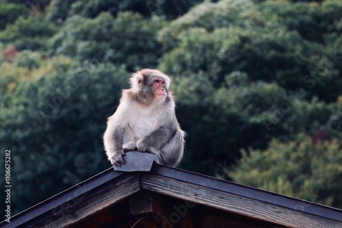Obraz na płótnie Japanese  macaque monkey on a roof top in kyoto, japan