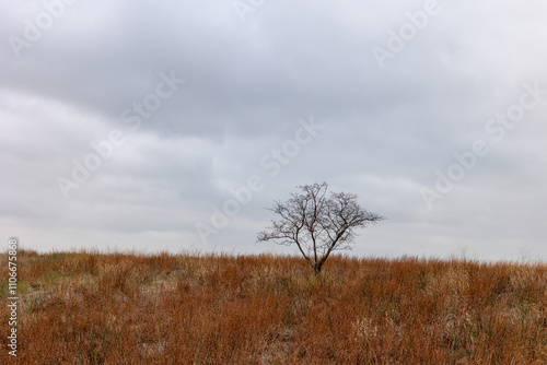 landscape with trees and clouds