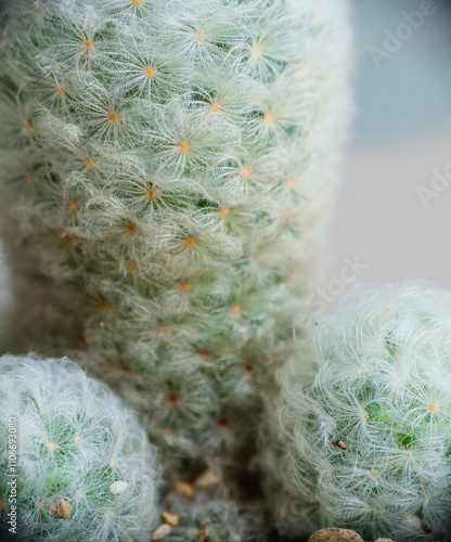 Close-up of Mammillaria plumosa or or Feather Cactus. photo