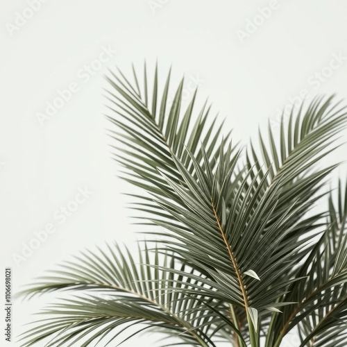 Cluster of mature palm leaves with uniform shape, vegetation details., foliage clusters, botanical observations, palm trees