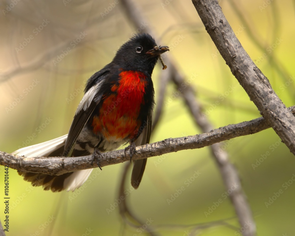 Red-breasted bird perched on a branch Red-breasted bird perched on a branch