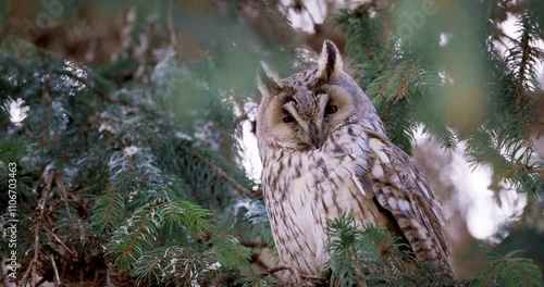 Owl in a forest. Long-eared owl wildlife bird watching from a pine tree branch in a mystery wood