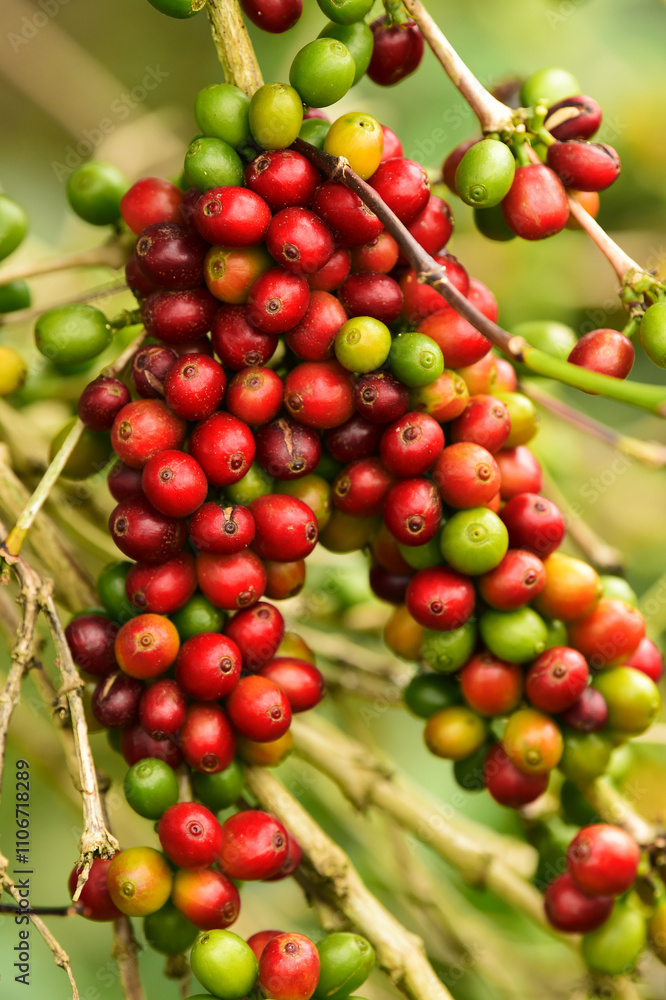 Coffee beans ripening on a tree Coffee beans ripening on a tree