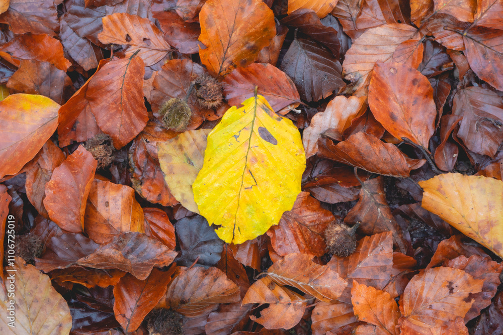 A background with Colorfull Autumn leaves laying down on the ground. A background with Colorfull Autumn leaves laying down on the ground.